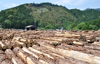 熊野原木市場の風景